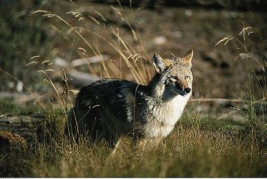 KK对战平台超上头新图《爆战兄弟》！品质拉满爽快割草