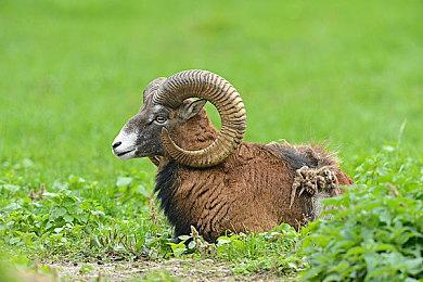 《羊蹄山之魂》开发者暗示将有DLC内容